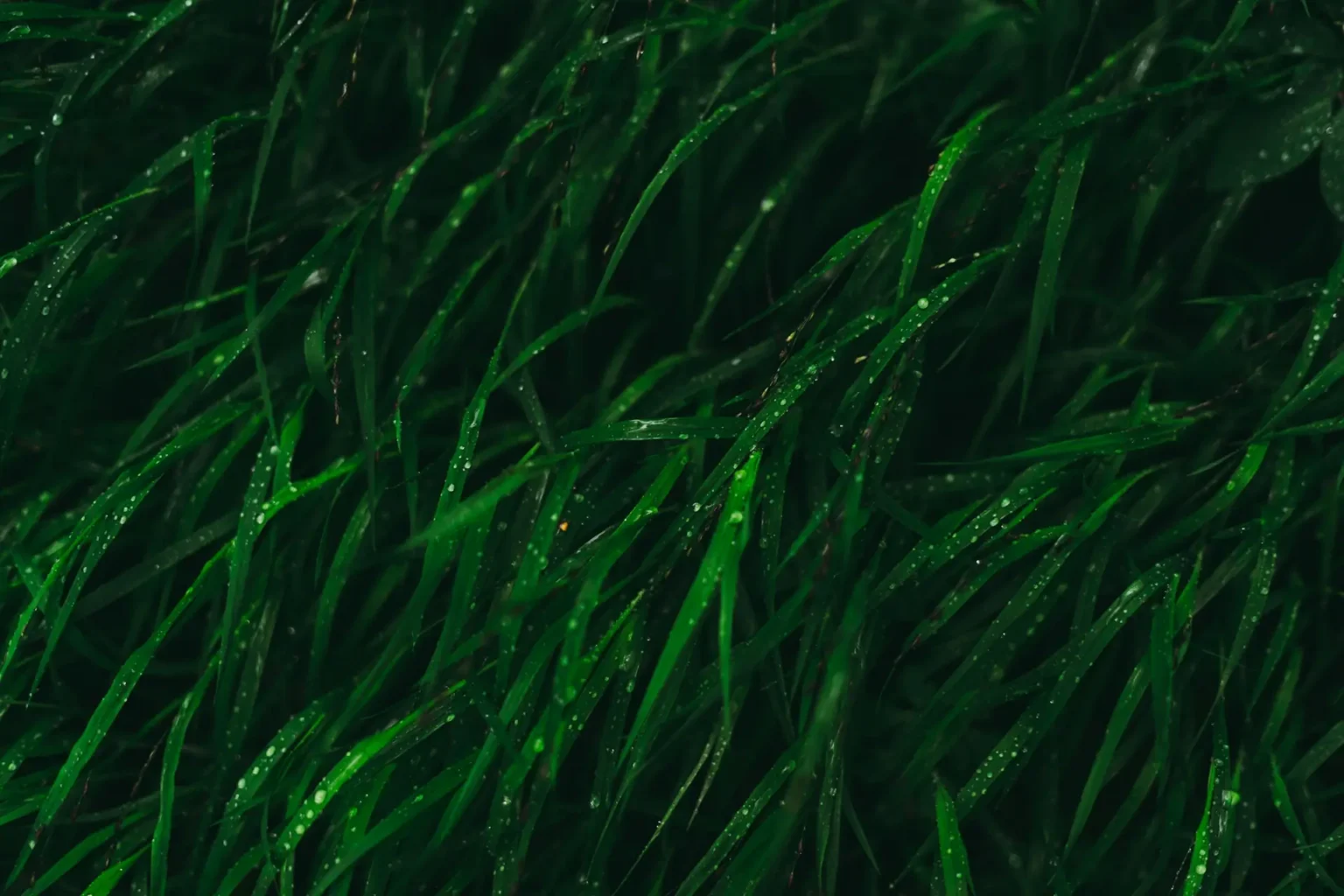 Spirulina