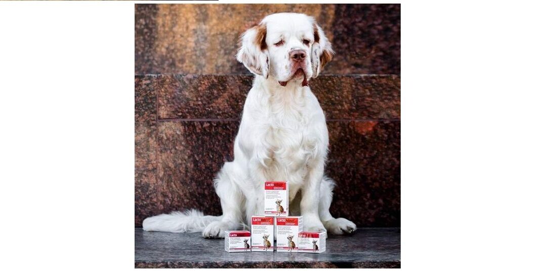 Clumber Spaniel poleca produkty DOGOteki