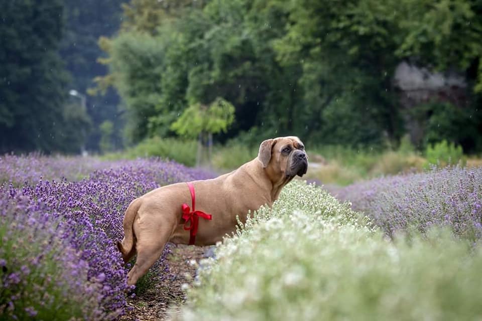 Suplementacja w okresie ciąży – suka rasy cane corso UNFORGETTABLE Del- Orte