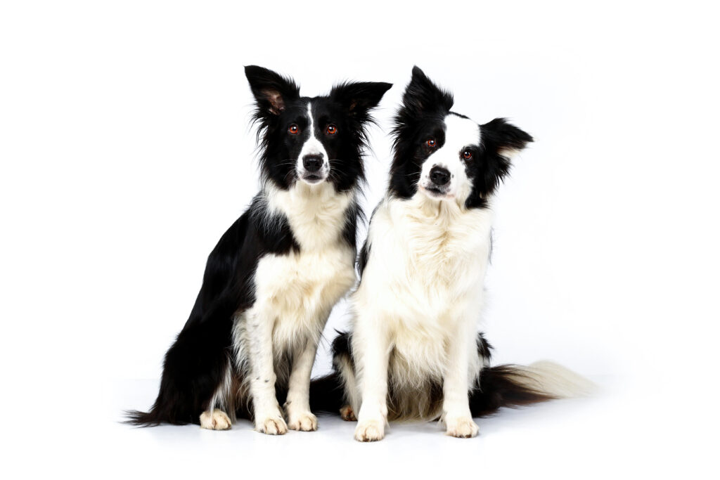 Kontakt DOGOteka Polska