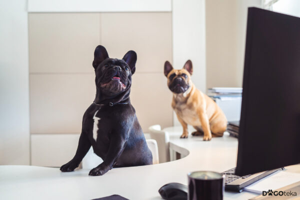 DOGOteka Polska Probiotyki Oraz Witaminy Dla Psa I Kota Suplementy 