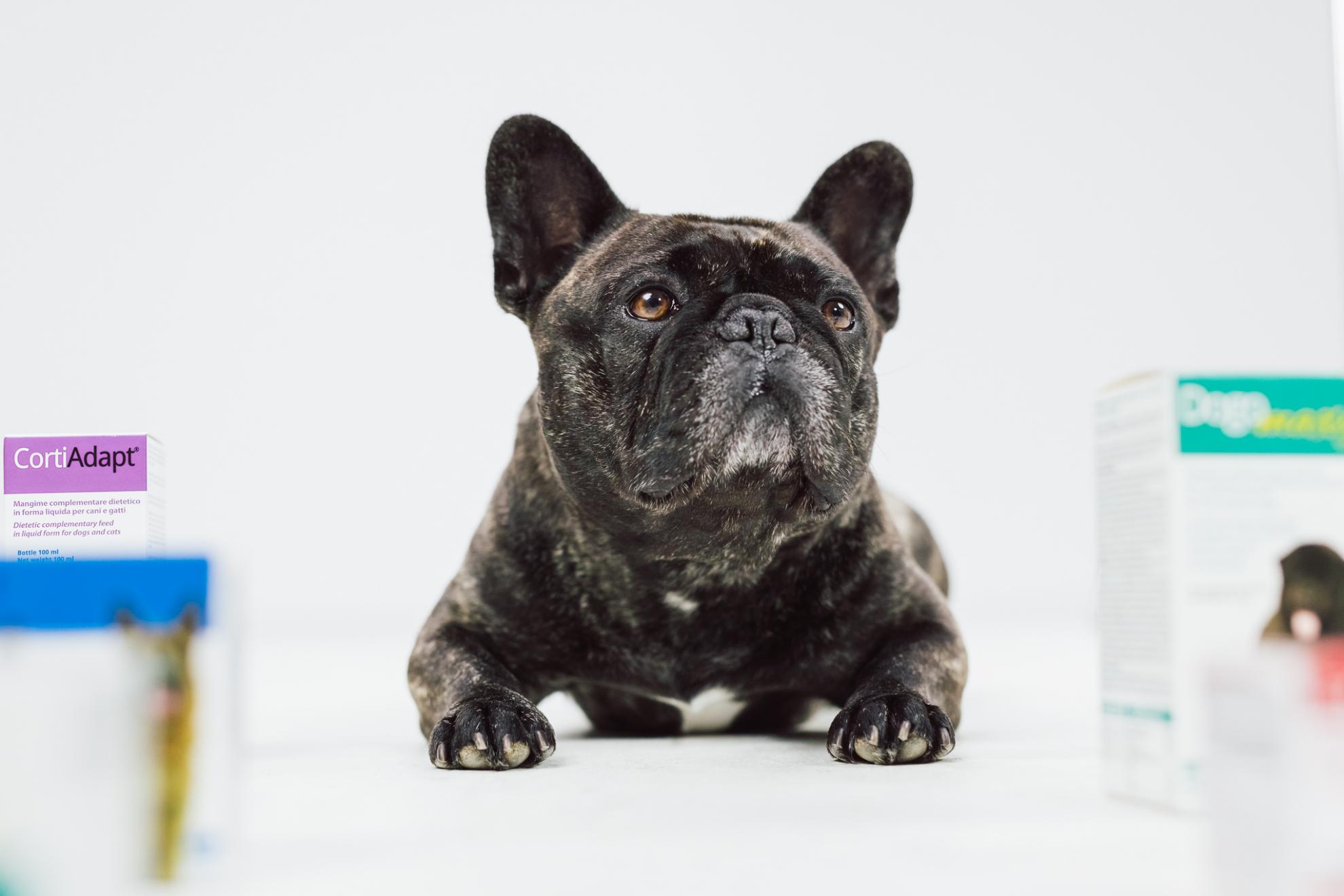 O Firmie DOGOteka Polska