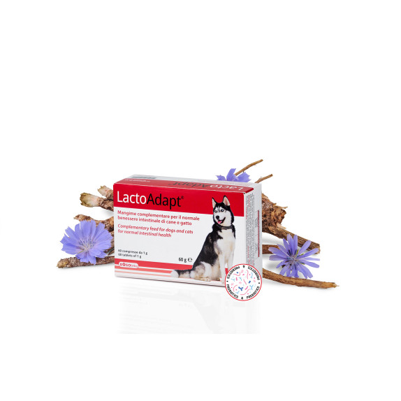 DOGOteka Polska Probiotyki Oraz Witaminy Dla Psa I Kota Suplementy 