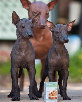 Nagi pies meksykański Xoloitzcuintle średni