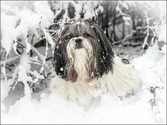 Shih Tzu – SAMMY