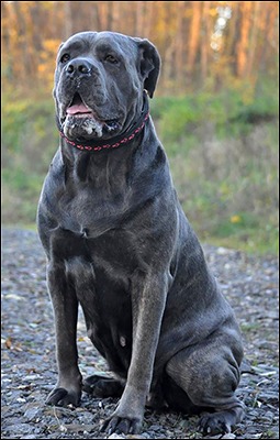 Cane Corso – BLUE