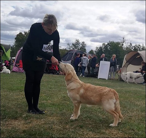 Golden Retriever – Lua