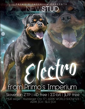 Rottweiler – ELECTRO