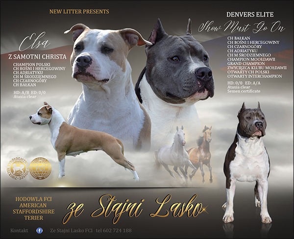 ELSA z Samotni Christa suczka rasy American Staffordshire Terier.