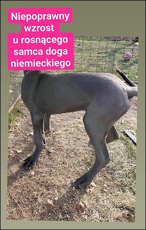 Samiec rasy dog niemiecki błękitny.