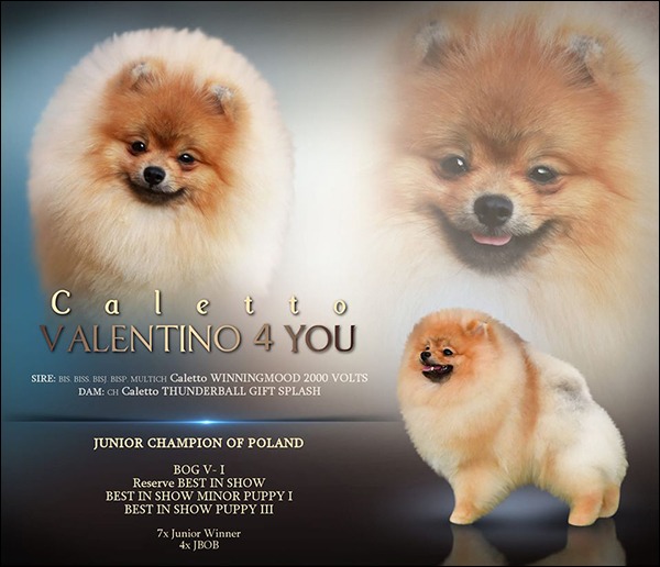 Pies rasy pomeranian caletto VALENTINO 4 YOU – wł. Joanna Świerska