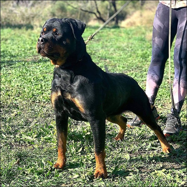 ALPHA suka rasy rottweiler