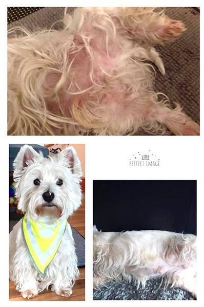 Pies rasy West Highland White Terrier FELIX – wł. Riedl Bindhofer