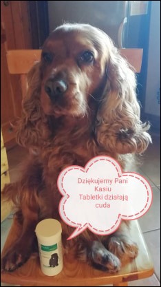 Pies rasy cocker spaniel TOFIK – wł. Monika Czerniawska