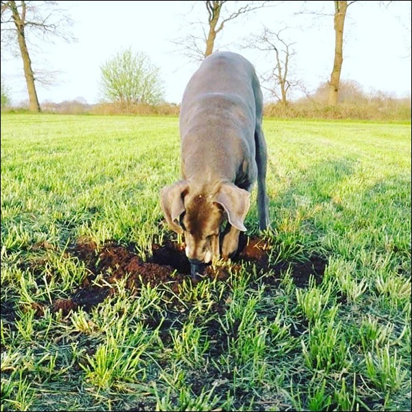 Suka, dog niemiecki błękitny