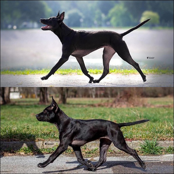 Rozwój KIM – thai ridgeback