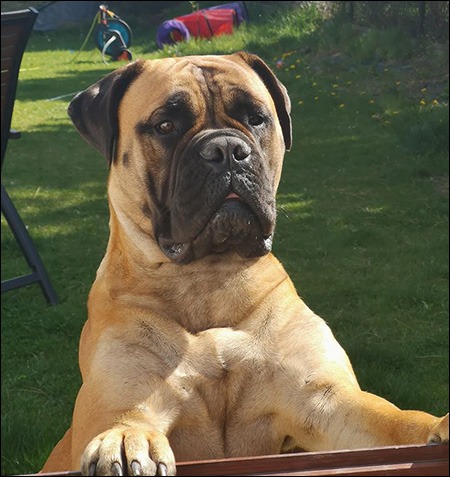 LOIS suczka rasy bullmastiff – wł. Ula Wolska