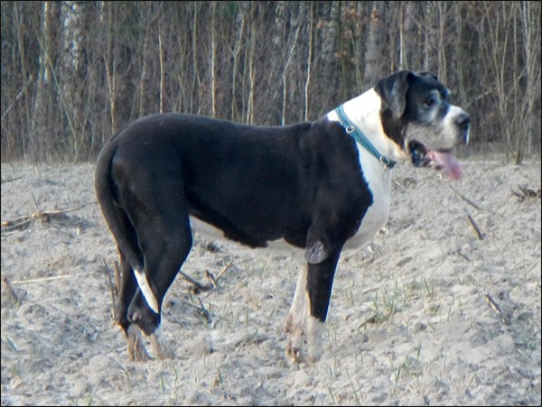 Pies rasy dog niemiecki CORMAC – wł. Danuta Plewka