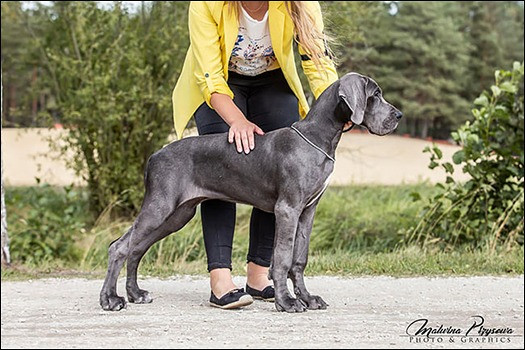 Dog Niemiecki – Belive In Pinky Dreams De Greathouse