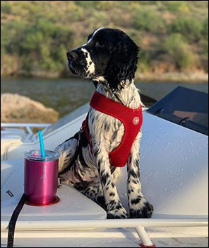 Springer Spaniel – Yogi