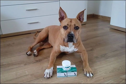 Amerykański Staffordshire Terrier – Arinka