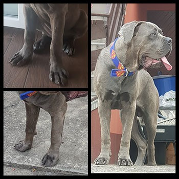 Hulk – Cane Corso, 4 miesiące