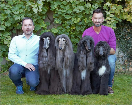 Hodowla Chartów Afgańskich Agha Djari’s afghan hounds od 1987.