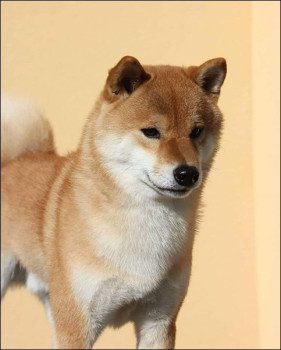 Samiec rasy shiba inu ARAI