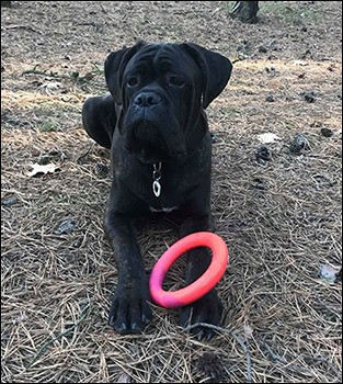 Cane Corso – Ares