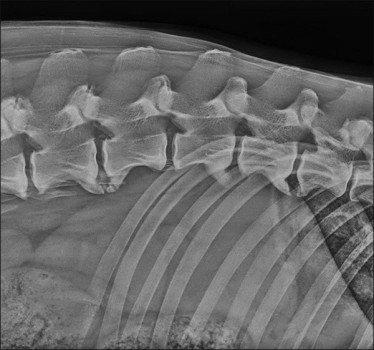 Oto historia owczarka niemieckiego ze spondylozą w kręgosłupie.