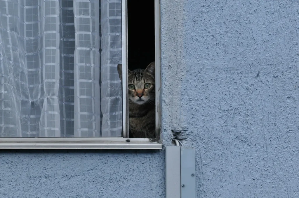 Co podać kotu na rozwolnienie? Jak pomóc zwierzakowi, aby mu nie zaszkodzić?
