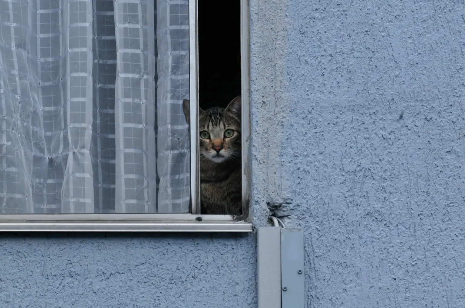 Co podać kotu na rozwolnienie? Jak pomóc zwierzakowi, aby mu nie zaszkodzić?