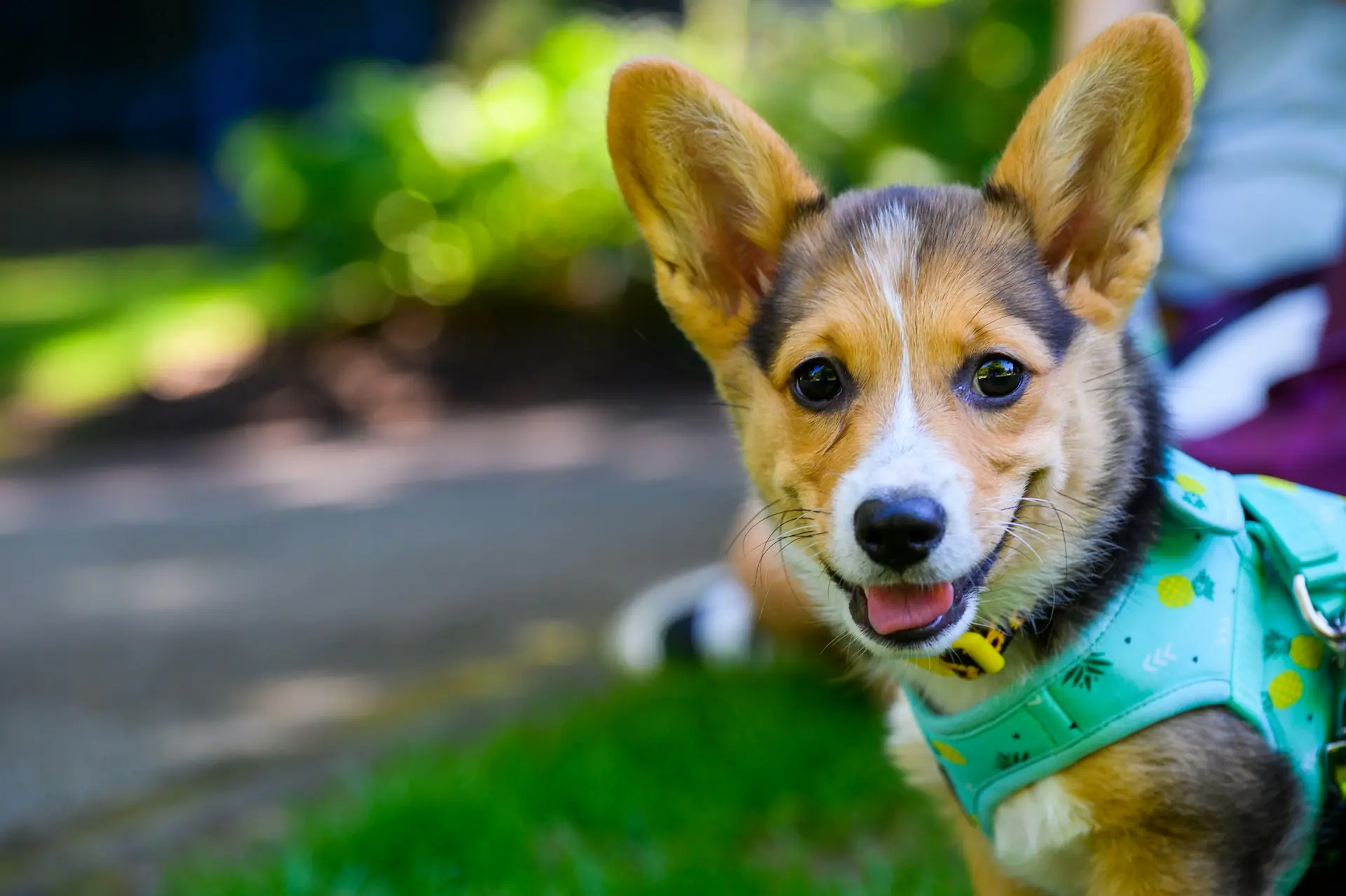 szczęśliwy Corgi
