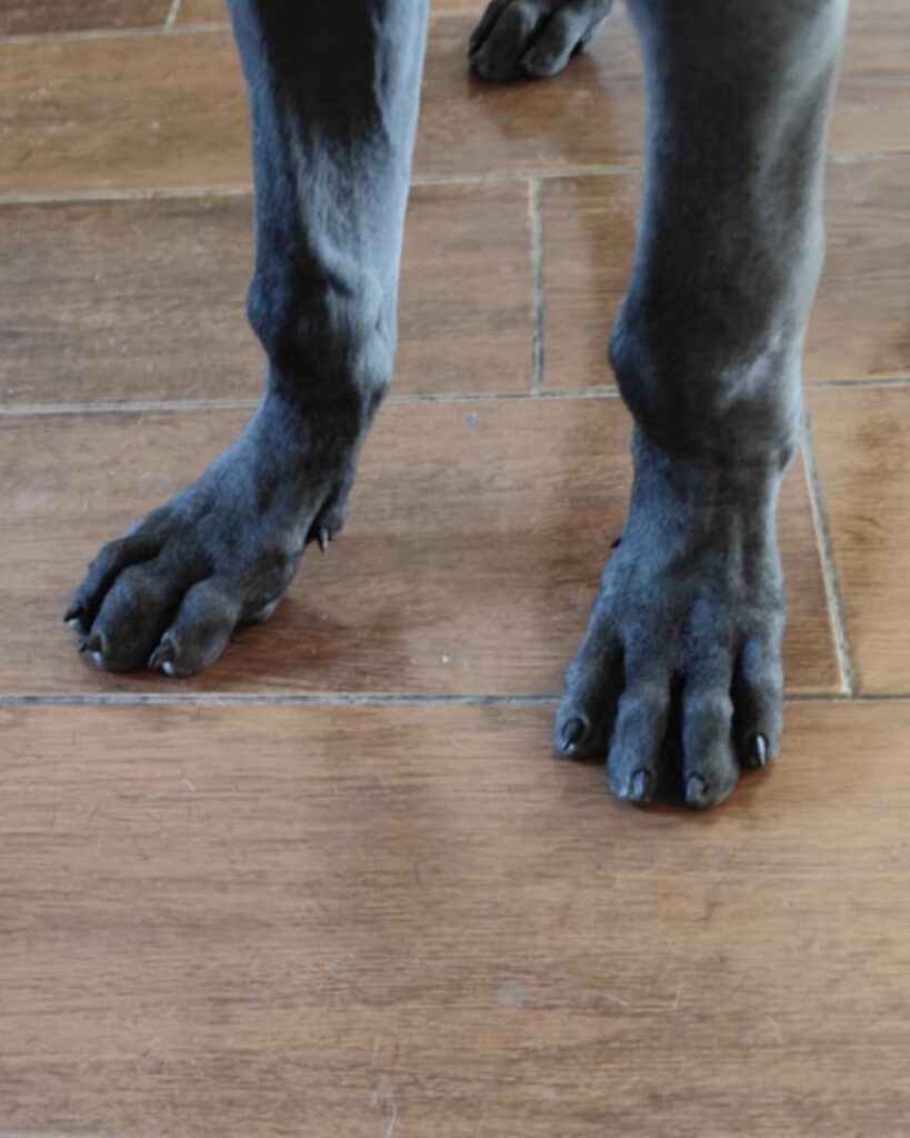 Szczenię rasy dog niemiecki ze stwierdzoną wiotkością więzadeł w przednich łapach