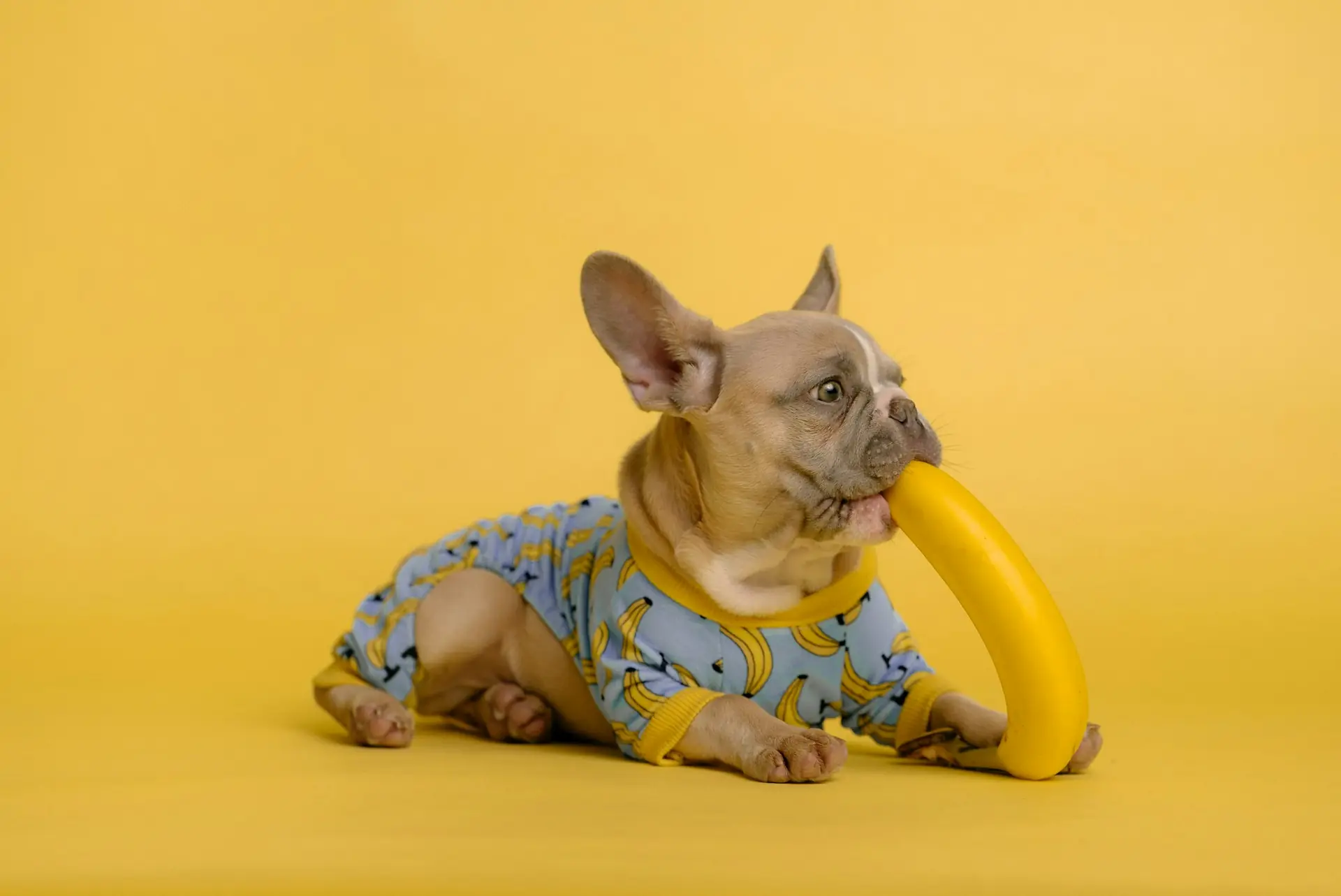 pies jedzący banana
