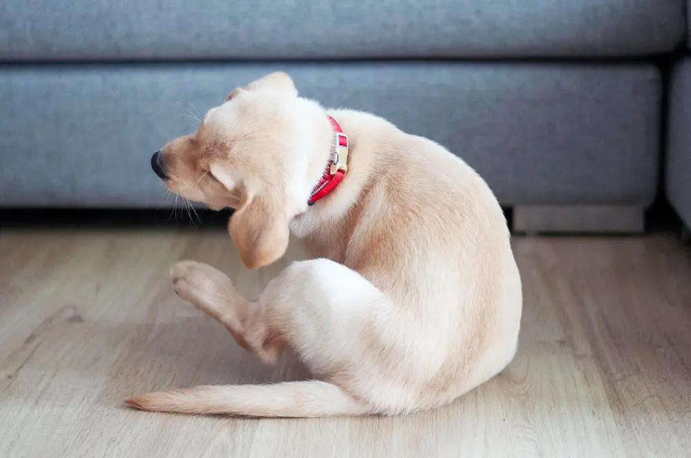 Dlaczego pies się drapie? Przyczyny i sposoby na swędzenie skóry