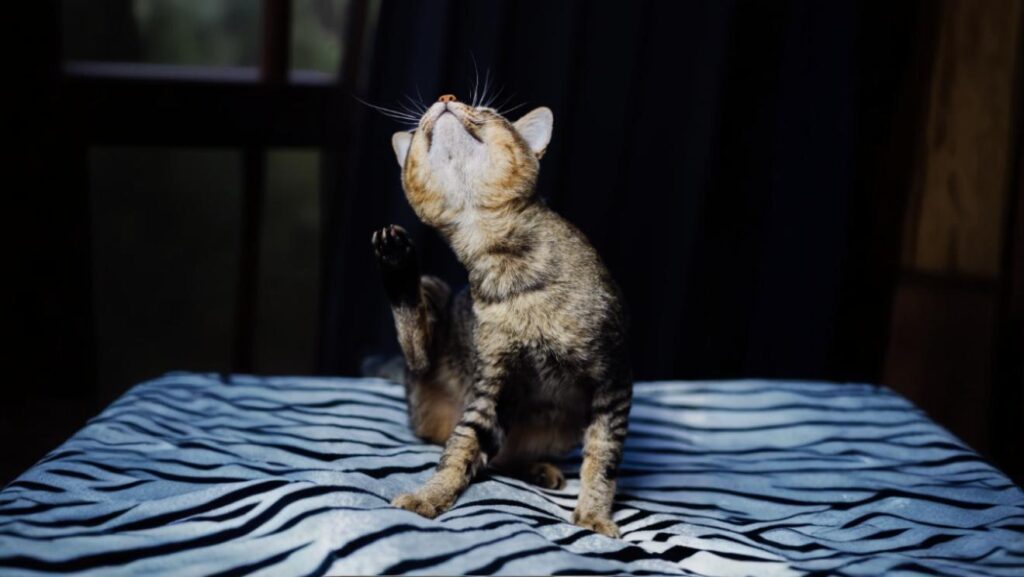 Co na swędzenie skóry u kota? Przyczyny, objawy i skuteczne sposoby łagodzenia