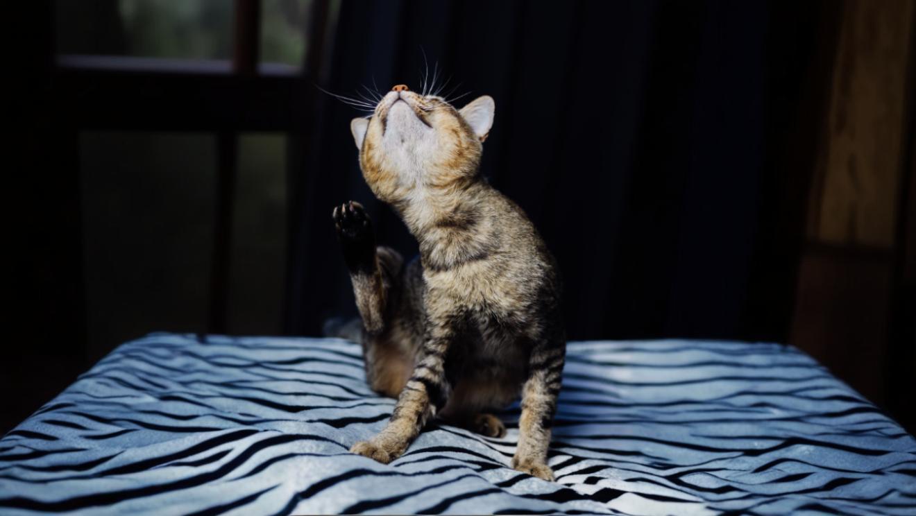 Co na swędzenie skóry u kota? Przyczyny, objawy i skuteczne sposoby łagodzenia