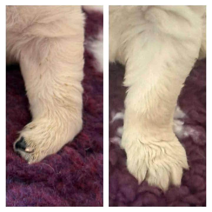 Zwiotczenie nadgarstka u szczeniaka w wieku 3 tygodni.