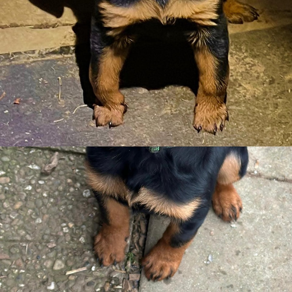 Osłabione więzadła w przednich łapach