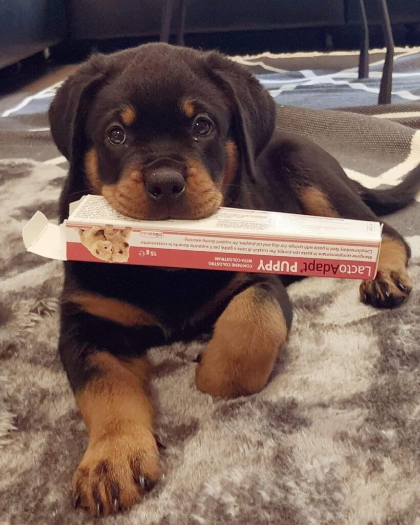 Przygotowanie do krycia oraz wsparcie po porodzie – DRK Rottweiler kennel von der Terra Sigillata aus Rheinzabern