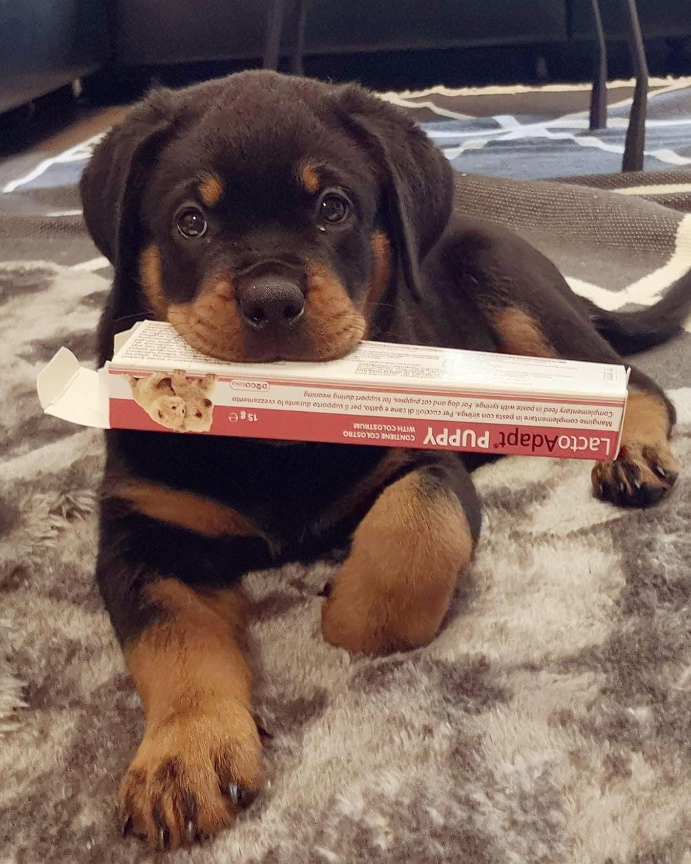 Przygotowanie do krycia oraz wsparcie po porodzie – DRK Rottweiler kennel von der Terra Sigillata aus Rheinzabern