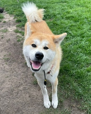 Kamień nazębny u młodego psa