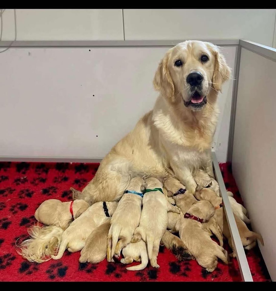 Wsparcie energetyczne dla karmiącej suki – Élevage de la Gabrière