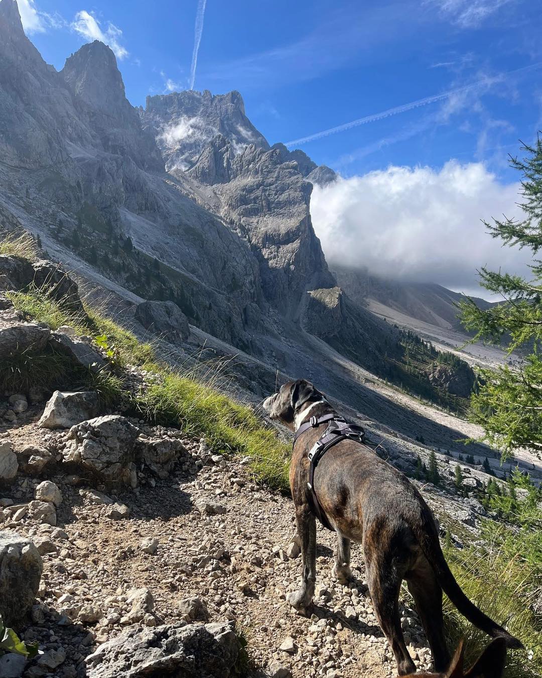 Spondyloza, zapalenie stawów – 11 letni senior i jego wyprawa