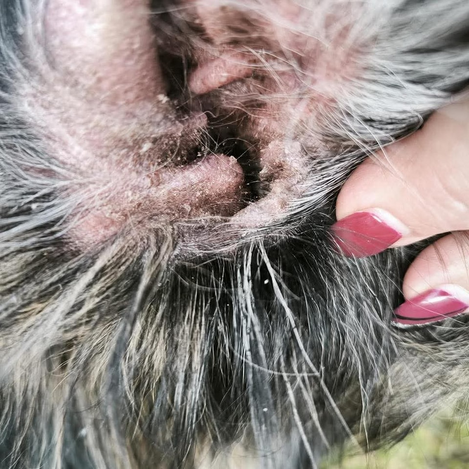 Zapalenie uszu, świąd, podejrzenie Malassezii – Miss Schneider