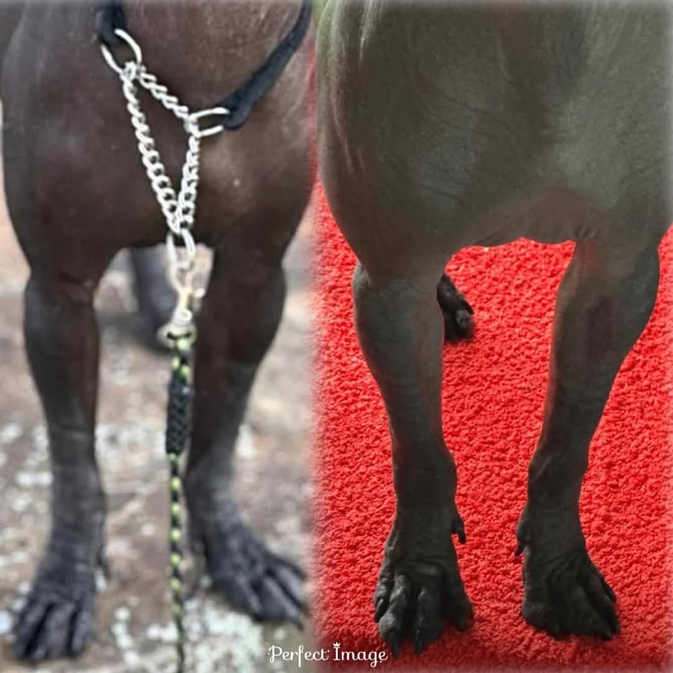 Problem z łapami (rotacja zewnętrzna) – Nagi Pies Meksykański