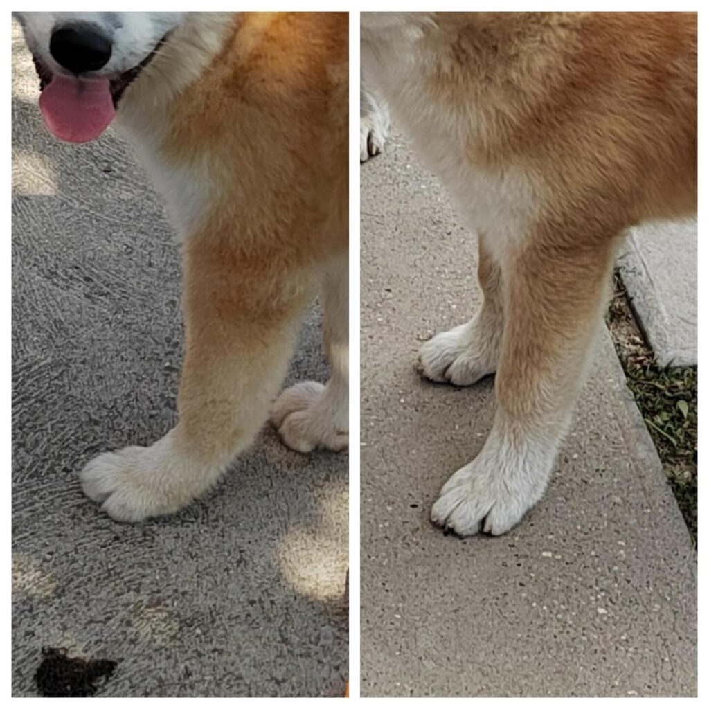 Niedźwiedzia łapa – Akita 4 miesiące