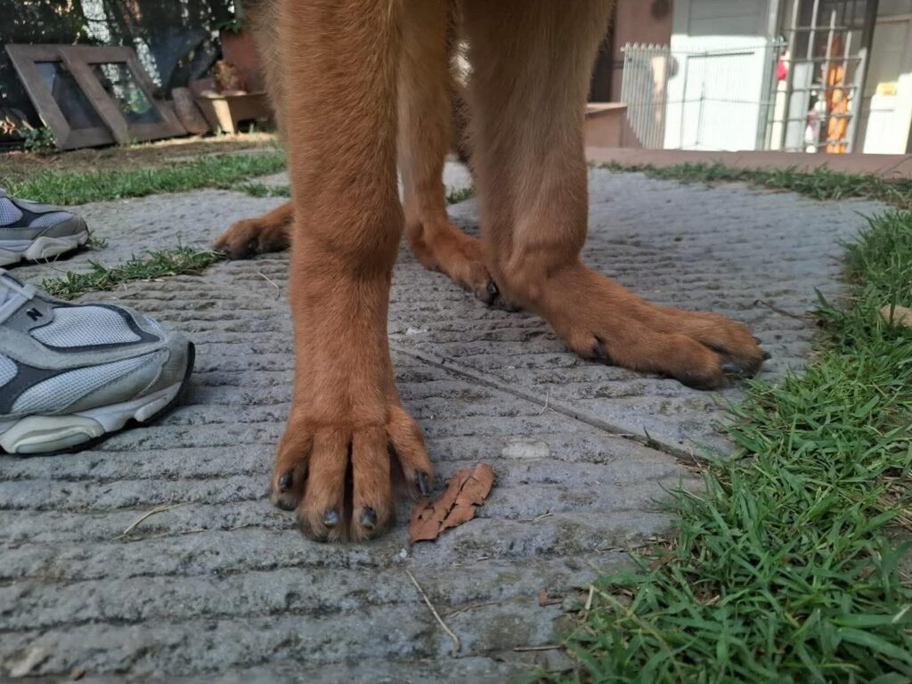 Wiotkość więzadeł – 9 miesięczny owczarek niemiecki