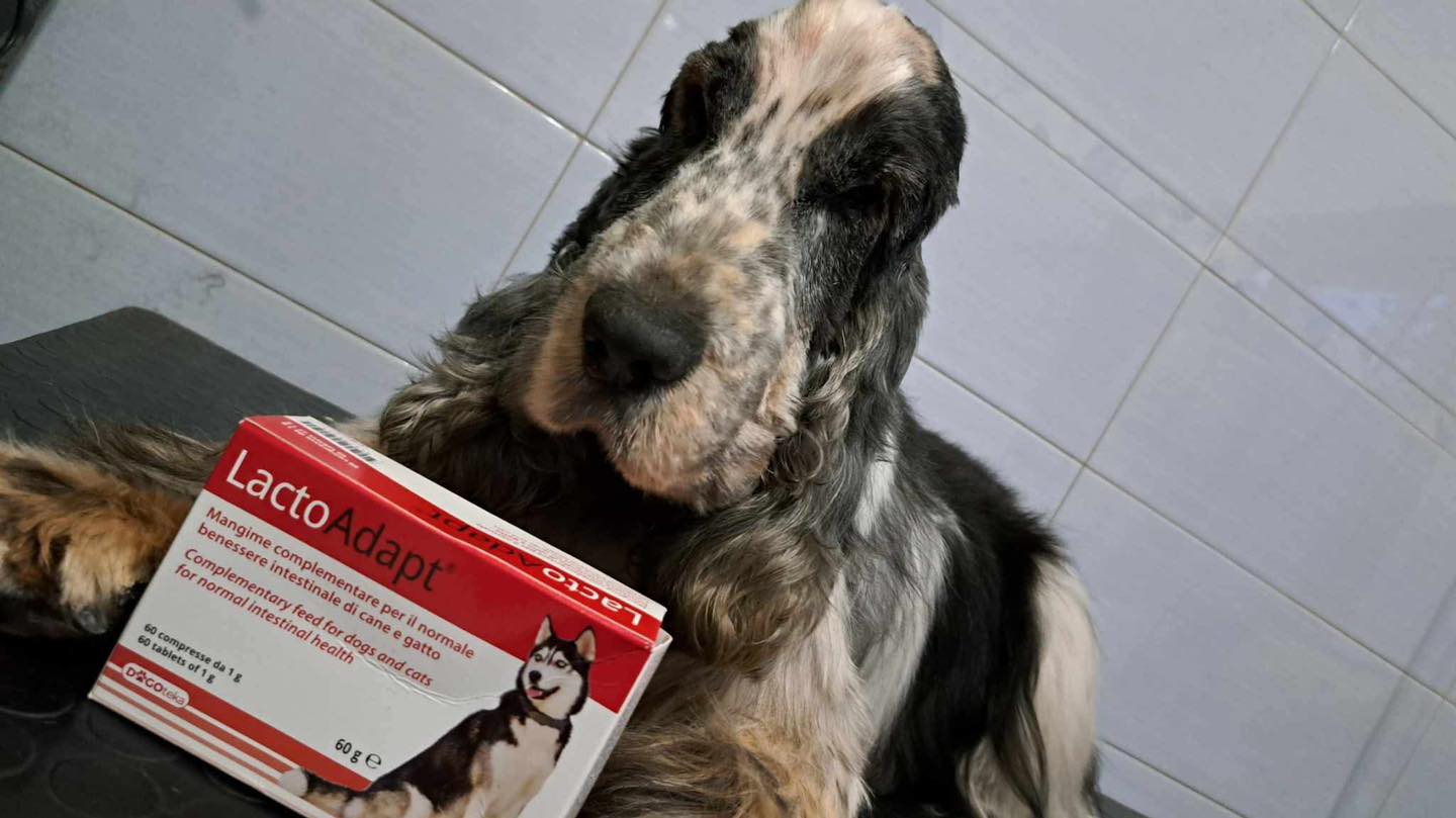 Brak apetytu, biegunka – Street